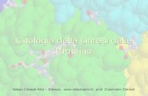 Citologia della sintesi delle Proteine Istituto Cesare Arici – Brescia  prof. Gianmario Gerardi.