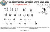 Citogenetica 2 La citogenetica e` lo studio dei fenomeni genetici attraverso l analisi citologica dei cromosomi al microscopio. Ferguson-Smith Lezione.