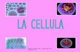 Realizzato da: Alessia Petralia 2I. Teoria Cellulare Tutti i viventi sono costituiti da 1 o più Cellule; Ogni cellula compie le funzioni proprie del.
