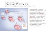 Mechanisms of Disease Cardiac Plasticity Joseph A. Hill, M.D., Ph.D., and Eric N. Olson, Ph.D. N Engl J Med 2008;358:1370-80. Condizioni che provocano.
