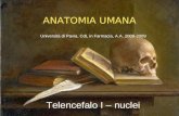 ANATOMIA UMANA Università di Pavia, CdL in Farmacia, A.A. 2008-2009 Telencefalo I – nuclei.