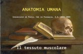 ANATOMIA UMANA Università di Pavia, CdL in Farmacia, A.A. 2008-2009 Il tessuto muscolare.