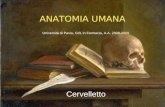 ANATOMIA UMANA Università di Pavia, CdL in Farmacia, A.A. 2008-2009 Cervelletto.