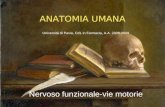 ANATOMIA UMANA Università di Pavia, CdL in Farmacia, A.A. 2008-2009 Nervoso funzionale-vie motorie.