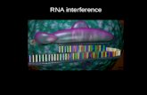 RNA interference. phenotype Forward genetics Reverse genetics Ricombinazione omologa in cellule embrionali staminali di topo: topi KO RNA antisenso RNA.