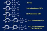 Tirosina 3-Monoiodotirosina (MIT) 3,5-Diiodotirosina (DIT) I I 3,5,3-Triodotironina (T3) 3,5,3',5' -Tetraiodotironina (T4) (TIROXINA) OH O CCC H H H NH.