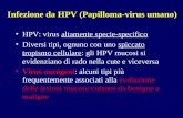 Infezione da HPV (Papilloma-virus umano) HPV: virus altamente specie-specifico Diversi tipi, ognuno con uno spiccato tropismo cellulare: gli HPV mucosi.