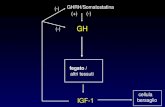 GH fegato / altri tessuti IGF-1 GHRH/Somatostatina (-) cellula bersaglio (-)(+)