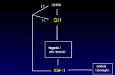 GH fegato / altri tessuti IGF-1 GHRH (-) cellula bersaglio.