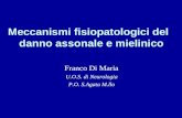 Meccanismi fisiopatologici del danno assonale e mielinico Franco Di Maria U.O.S. di Neurologia P.O. S.Agata M.llo.