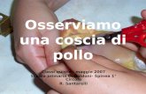 Osserviamo una coscia di pollo Classi quinte - maggio 2007 Scuola primaria C. Goldoni- Spinea 1° Circolo R. Santarelli.