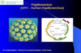 Papillomavirus (HPV - Human PapillomaVirus) Dr. Evandro Nigrisoli - Direttore U.O. Anatomia Patologica - AUSL Cesena.