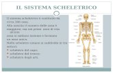 IL SISTEMA SCHELETRICO Il sistema scheletrico è costituito da circa 206 ossa. Alla nascita il numero delle ossa è maggiore, ma nei primi anni di vita alcune.