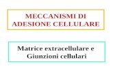 Matrice extracellulare e Giunzioni cellulari MECCANISMI DI ADESIONE CELLULARE.