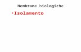 Isolamento Membrane biologiche. Comunicazione Formazione compartimenti: distribuzione del lavoro cellulare Supporto per ancorare molecole.