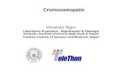 Cromosomopatie Vincenzo Nigro Laboratorio di genetica - Dipartimento di Patologia Generale, Seconda Università degli Studi di Napoli Telethon Institute.