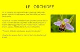 LE ORCHIDEE E la famiglia più vasta del regno vegetale, circa 800 generi e più di 20.000 specie, con fiori di forma molto particolare Le specie europee.