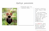 Ophrys passionis Pianta erbacea alta fino a 50 cm. E unorchidea terrestre, cioè non è EPIFITA, ossia non vive a spese di latri vegetali di maggiori proporzioni.