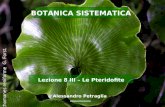 Lezione 8 III – Le Pteridofite BOTANICA SISTEMATICA Alessandro Petraglia Trichomanes reniforme G. Forst.