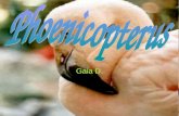 Gaia D. Nome scientifico: Phoenicopterus ruber Nome sardo: Su Flammingu, mangoni o gentarrubiu Nome inglese: greater flamingo Classe: Aves Ordine: Phoenicopteriformes.