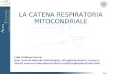 Pag. 1 LA CATENA RESPIRATORIA MITOCONDRIALE Link Grisham Garrett  d_resources/animations/oxidative/oxidativephosphorylation.html.
