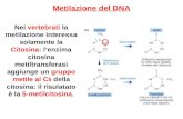 Metilazione del DNA Nei vertebrati la metilazione interessa solamente la Citosina: lenzima citosina metiltransferasi aggiunge un gruppo metile al C 5 della.