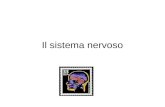 Il sistema nervoso. Sistema nervoso centrale Le meningi Pia madre Aracnoidea Dura madre.