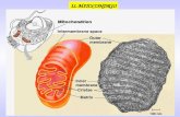 IL MITOCONDRIO. FUSIONE E FISSIONE DEI MITOCONDRI I mitocondri sono organelli cellulari. Essi sono connessi con il citoscheletro e sono in uno stato dinamico.