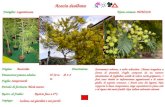 Acacia dealbata Nome comune: MIMOSA Periodo di fioritura: Metà marzo Origine:Australia Dimensioni pianta adulta:H 10 m Ø 3-5 m Foglie: Sempreverdi Resist.
