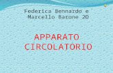 Federica Bennardo e Marcello Barone 2D APPARATO CIRCOLATORIO.