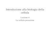 Introduzione alla biologia della cellula Lezione 4 La cellula procariote.