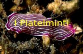 I Platelminti. Il nome del phylum deriva dalle parole greche platys (piatto) e hemintes (verme); Questo phylum è costituito da più di 25.000 specie; Solo.