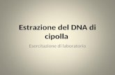 Estrazione del DNA di cipolla Esercitazione di laboratorio.