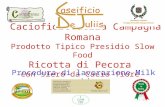 Caciofiore della Campagna Romana Prodotto Tipico Presidio Slow Food Ricotta di Pecora con siero da Cacio fiore Procedura di lavorazione Milk working.