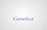Genetica. Di cosa si occupa la genetica? La genetica si occupa: studio dei geni come i geni determinano le caratteristiche degli individui come si trasmettono.