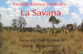 Grande bioma terrestre : La Savana Presentazione Scienze di Nome: Mirko Lanzani Classe: 2° AM.