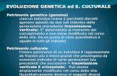 EVOLUZIONE GENETICA ed E. CULTURALE Patrimonio genetico (genoma) ciascun individuo riceve 2 pacchetti discreti (genomi aploidi) da due soli individui della.