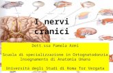 I nervi cranici Dott.ssa Pamela Armi Scuola di specializzazione in Ortognatodonzia Insegnamento di Anatomia Umana Università degli Studi di Roma Tor Vergata.
