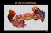 1 Il nostro pancreas Tratta da . 2 Pancreas Che cosa è ed a cosa serve il Pancreas? Tratta da  Tratta da .