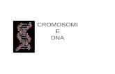 CROMOSOMI E DNA. cellula Nel nucleo della cellula: i cromosomi Citoplasma con organuli Membrana cellulare cromosomi Nucleo e membrana nucleare