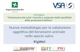 Nuove metodologie per la valutazione oggettiva del benessere animale nella specie suina PigWel Convegno Il benessere dei suini: ricerche a supporto della.