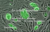 Le cellule staminali MATERIA Biologia CLASSE IV Liceo Scientifico Therese Luisi.