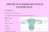 APPARATO RIPRODUTTIVO FEMMINILE FUNZIONI: Produrre le cellule uovo Accogliere lembrione dopo la fecondazione ORGANI: Ovaie Tube uterine Utero Vagina Genitali.