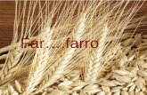 Far….farro. FARRO- è una graminacea di origine antichissime. E' una specie rustica che si adatta anche nelle zone marginali, ed alle basse temperature.
