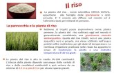 La pianta del riso, nome scientifico ORYZA SATIVA, appartiene alla famiglia delle graminacee a ciclo annuale. E il cereale più diffuso nel mondo ed è lalimento.