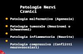 Patologie Nervi Cranici Patologia malformativa (Agenesie) Patologia tumorale (Neurinomi o Schwannomi) Patologia infiammatoria (Neurite) Patologia compressiva.