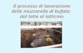 Il processo di lavorazione delle mozzarelle di bufala: dal latte al latticino.