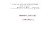 METABOLISMO DEL COLESTEROLO Università di Roma TOR VERGATA CL in Medicina Biochimica (Prof L. Avigliano)