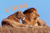 Il leone caccia in gruppo e si nutre di:piccoli roditori e rettili,giovani ippopotami,giraffe e perfino elefanti,in genere le sue prede più importanti.