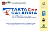 1 Monitoraggio e tutela della Tartaruga marina Caretta caretta nella più importante area di nidificazione italiana Riconoscimento, aspetti fisici e biologici.